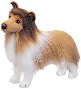 Sheltie