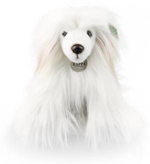 Chinese crested dog