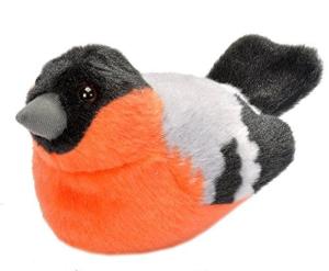 Domherre med fågelläte